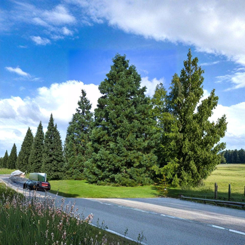 Giant Sequoia Tree Seeds – Sequoiadendron giganteum | 10 Seeds Massive Evergreen | Long-Lived | Fast Growing | Iconic Specimen Tree
