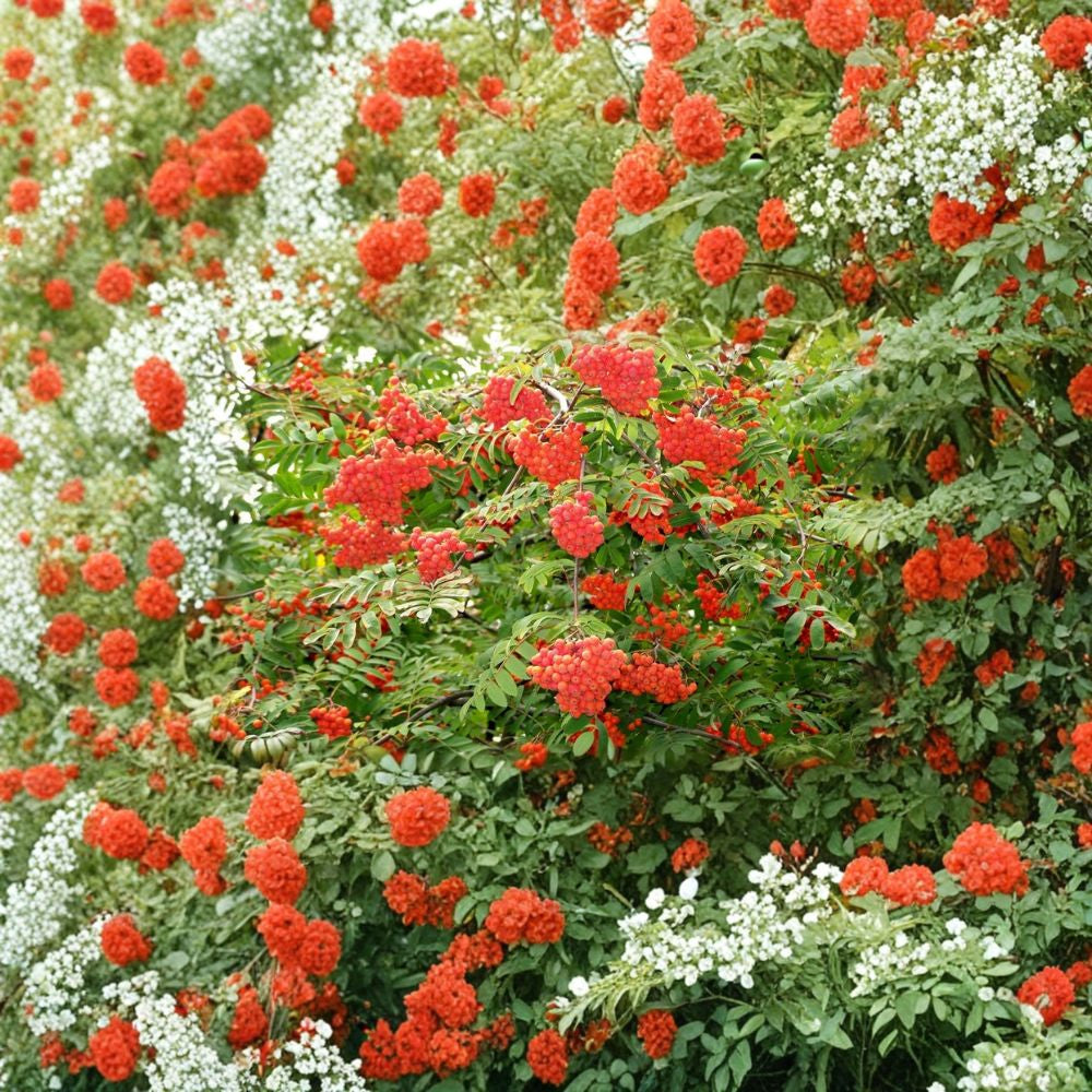 Rowan Tree – Sorbus aucuparia 50 Seeds | Fast Growing | Brilliant Fall Color  European Mountain Ash | Orange Berries | Wildlife Friendly