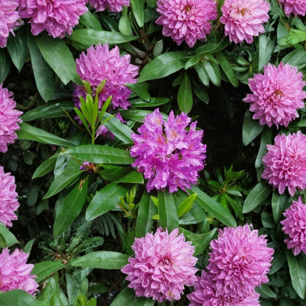 Rosebay Rhododendron – Rhododendron maximum Shrub Seeds | 50 Seeds | Hardy Evergreen Woodland Shrub | Showy Shade Blooms