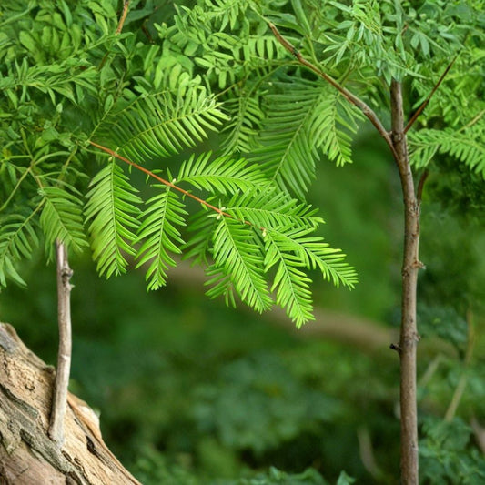 Dawn Redwood – Metasequoia glyptostroboides 800 Tree Seeds | Fast Growing | Cold Hardy Zones 4–8  Fall Color Tree | Living Fossil | Ideal for Reforestation, Conservation or Windbreaks