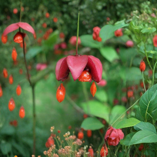 Scarlet Euonymus – Euonymus sachalinensis Seeds | 200 Seeds | Brilliant Red Fall Color & Showy Winter Fruit