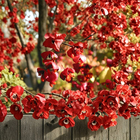 Scarlet Euonymus – Euonymus sachalinensis Seeds | 400 Seeds | Brilliant Red Fall Color & Showy Winter Fruit