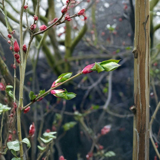 Scarlet Euonymus – Euonymus sachalinensis Seeds | 1,600 Seeds | Brilliant Red Fall Color & Showy Winter Fruit