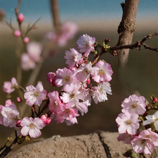 Higan Cherry – Prunus subhirtella Tree Seeds | 5 Seeds | Pink Spring Blossoms | Hardy Ornamental Tree | Bonsai Friendly | Cold Tolerant
