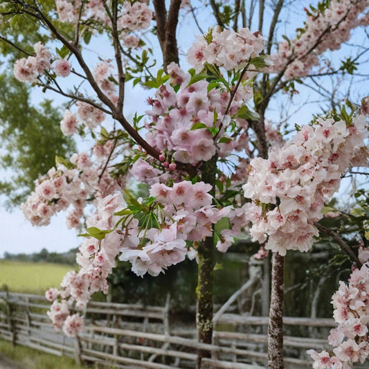 Higan Cherry – Prunus subhirtella Tree Seeds | 15 Seeds | Pink Spring Blossoms | Hardy Ornamental Tree | Bonsai Friendly | Cold Tolerant