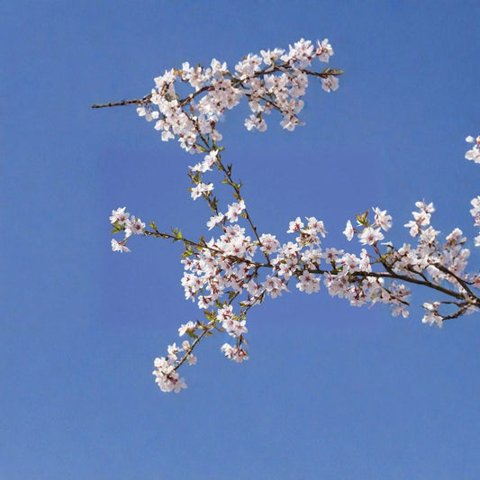 Higan Cherry – Prunus subhirtella Tree Seeds | 30 Seeds | Pink Spring Blossoms | Hardy Ornamental Tree | Bonsai Friendly | Cold Tolerant