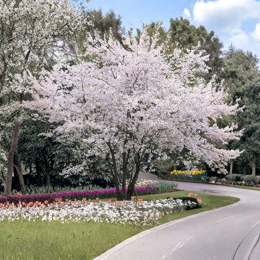 Higan Cherry – Prunus subhirtella Tree Seeds | 60 Seeds | Pink Spring Blossoms | Hardy Ornamental Tree | Bonsai Friendly | Cold Tolerant