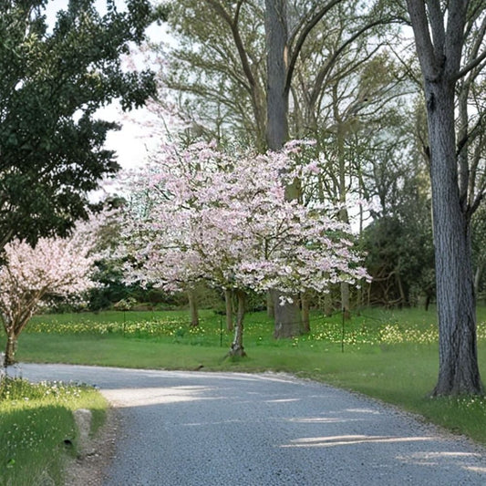 Higan Cherry – Prunus subhirtella Tree Seeds | 120 Seeds | Pink Spring Blossoms | Hardy Ornamental Tree | Bonsai Friendly | Cold Tolerant