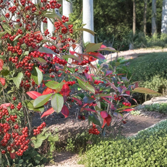 Red Chokeberry – Aronia arbutifolia ‘Brilliantissima’ Seeds | 800 Seeds | Brilliant Red Fall Color & Winter Berries
