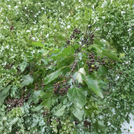 Japanese Raisin Tree – Hovenia dulcis Tree Seeds | 20 Seeds | Edible Fruit Tree | Fragrant Summer Blooms | Hardy & Easy to Grow