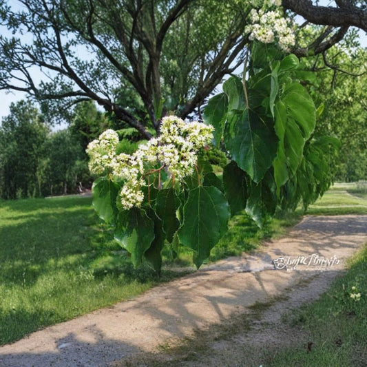Japanese Raisin Tree – Hovenia dulcis Tree Seeds | 60 Seeds | Edible Fruit Tree | Fragrant Summer Blooms | Hardy & Adaptable