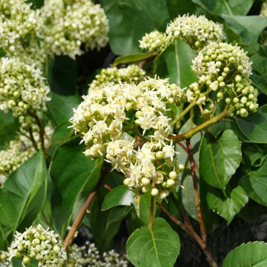 Japanese Raisin Tree – Hovenia dulcis Tree Seeds | 120 Seeds | Edible Fruit Tree | Fragrant Summer Blooms | Hardy & Adaptable