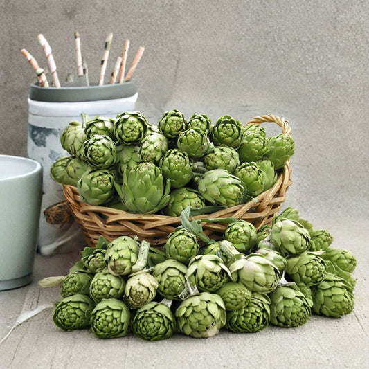 Globe Artichoke – Cynara scolymus Seeds | 20 Seeds | Fast Growing Edible Perennial | Purple Blooms | Heirloom Vegetable