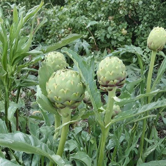 Globe Artichoke – Cynara scolymus Seeds | 60 Seeds | Fast Growing Edible Perennial | Purple Blooms | Heirloom Vegetable
