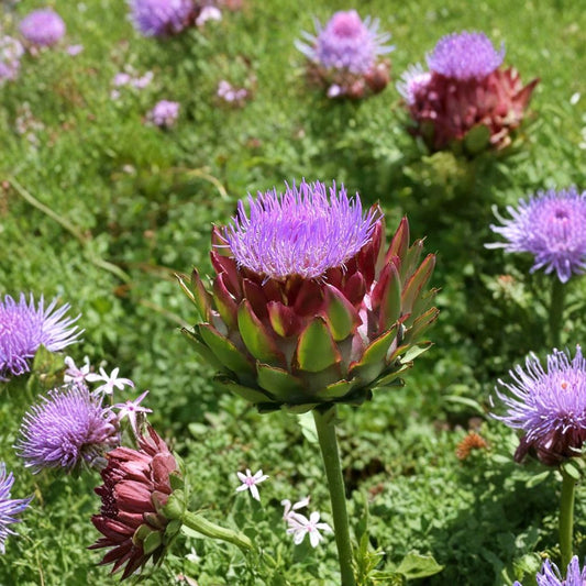 Globe Artichoke – Cynara scolymus Seeds | 240 Seeds | Fast Growing Edible Perennial | Purple Blooms | Heirloom Vegetable