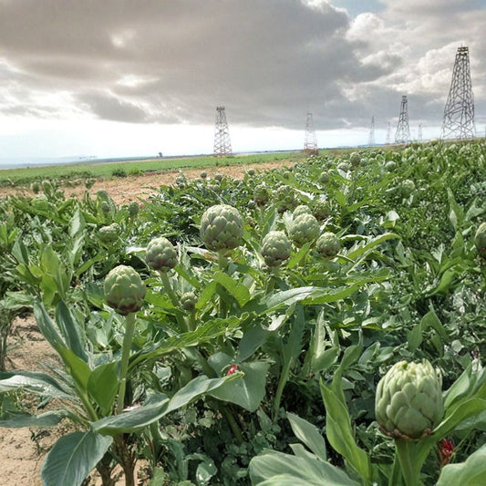 Globe Artichoke – Cynara scolymus Seeds | 480 Seeds | Fast Growing Edible Perennial | Purple Blooms | Heirloom Vegetable