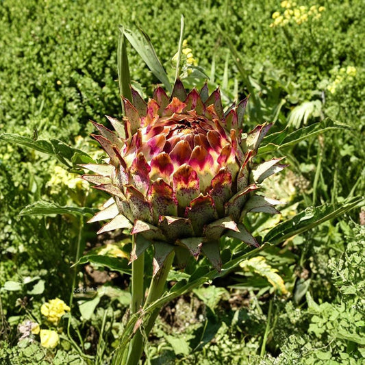 Globe Artichoke – Cynara scolymus Seeds | 960 Seeds | Fast Growing Edible Perennial | Purple Blooms | Heirloom Vegetable