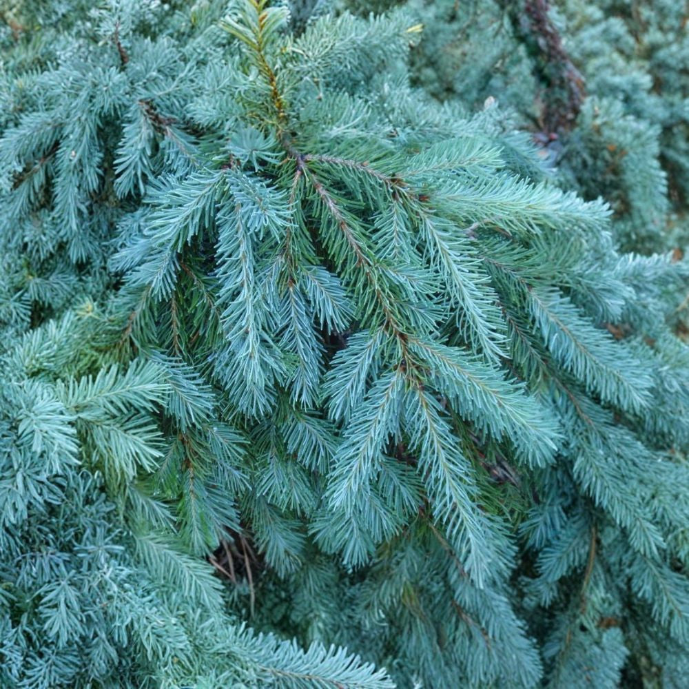 Blue Douglas Fir – Pseudotsuga menziesii glauca Tree Seeds | 20 Seeds | Fragrant Evergreen | Cold Hardy Conifer | Bonsai & Christmas Tree
