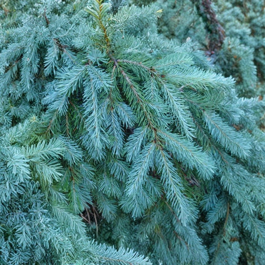Blue Douglas Fir – Pseudotsuga menziesii glauca Tree Seeds | 20 Seeds | Fragrant Evergreen | Cold Hardy Conifer | Bonsai & Christmas Tree