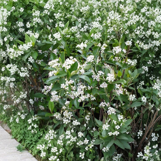 Red Chokeberry – Aronia arbutifolia ‘Brilliantissima’ Seeds | 1600 Seeds | Brilliant Red Fall Color & Winter Berries