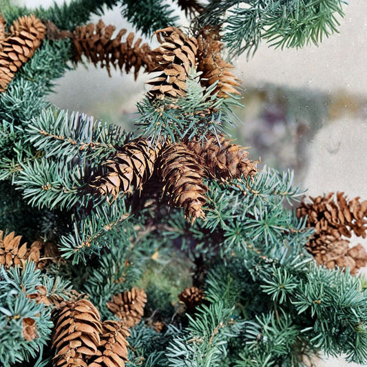 Blue Douglas Fir – Pseudotsuga menziesii glauca Tree Seeds | 60 Seeds | Fragrant Evergreen | Cold Hardy Conifer | Bonsai & Christmas Tree