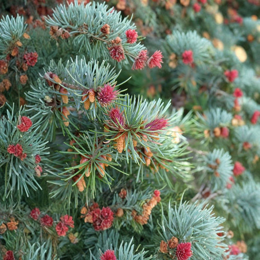 Blue Douglas Fir – Pseudotsuga menziesii glauca Tree Seeds | 240 Seeds | Fragrant Evergreen | Cold Hardy Conifer | Bonsai & Christmas Tree