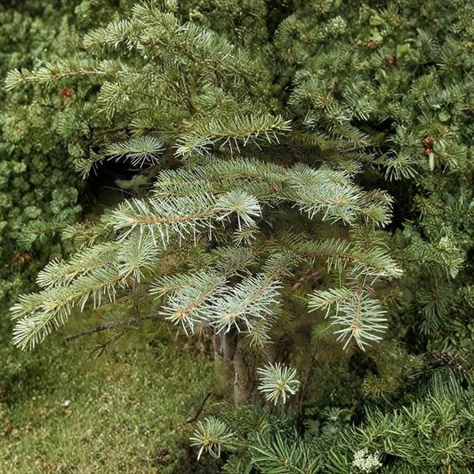 Blue Douglas Fir – Pseudotsuga menziesii glauca Tree Seeds | 960 Seeds | Fragrant Evergreen | Cold Hardy Conifer | Bonsai & Christmas Tree