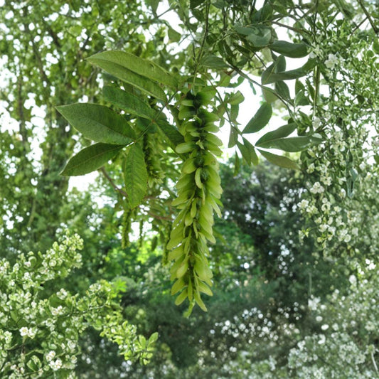 Chinese Wingnut – Pterocarya stenoptera Tree Seeds | 5 Seeds | Rare Fast Growing Shade Tree | Showy Winged Fruit | Urban Tolerant Specimen