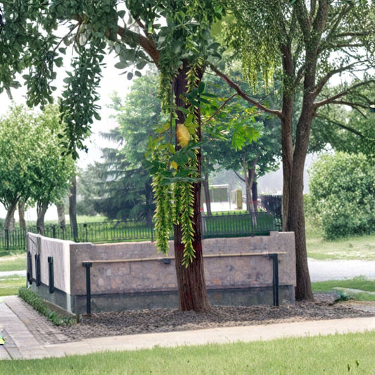 Chinese Wingnut – Pterocarya stenoptera Tree Seeds | 60 Seeds | Rare Fast Growing Shade Tree | Showy Winged Fruit | Urban Tolerant Specimen