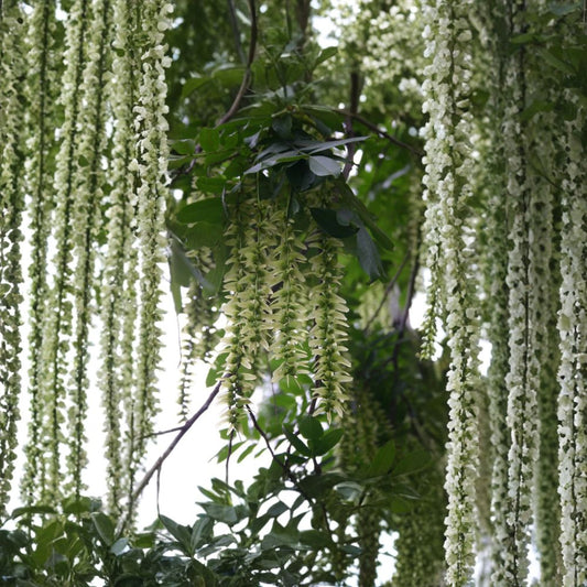 Chinese Wingnut – Pterocarya stenoptera Tree Seeds | 120 Seeds | Rare Fast Growing Shade Tree | Showy Winged Fruit | Urban Tolerant Specimen