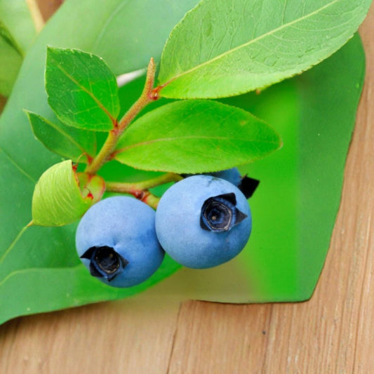 Lowbush Blueberry – Vaccinium angustifolium Seeds | 30 Seeds | Edible Native Shrub with Fall Color