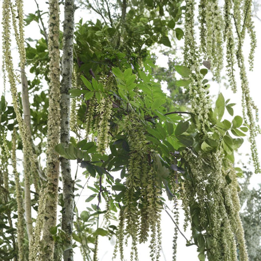 Chinese Wingnut – Pterocarya stenoptera Tree Seeds | 240 Seeds | Rare Fast Growing Shade Tree | Showy Winged Fruit | Urban Tolerant Specimen
