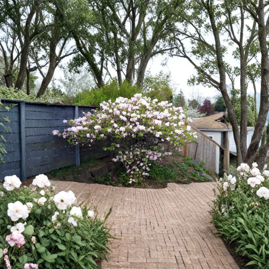 Royal Azalea – Rhododendron schlippenbachii Seeds | 50 Seeds | Fragrant Pink Blooms | Cold Hardy Deciduous Azalea | Bonsai & Shade Garden