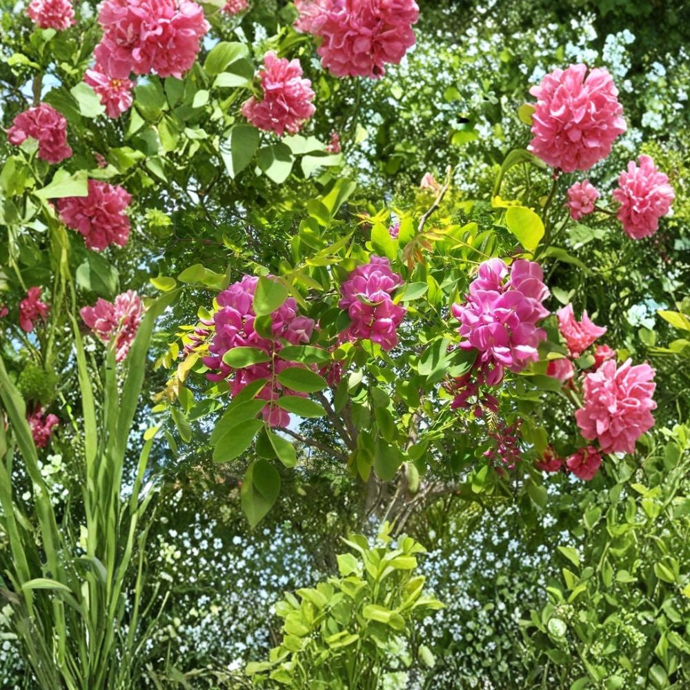 Arnot Bristly Locust – Robinia fertilis Seeds | 20 Seeds | Fast Growing Hardy Flowering Shrub | Erosion Control | Nitrogen Fixing