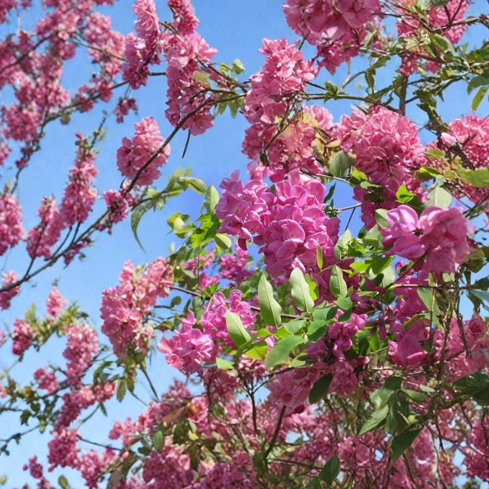 Arnot Bristly Locust – Robinia fertilis Seeds | 240 Seeds | Fast Growing Hardy Pink Flowering Shrub | Erosion Control | Nitrogen Fixing