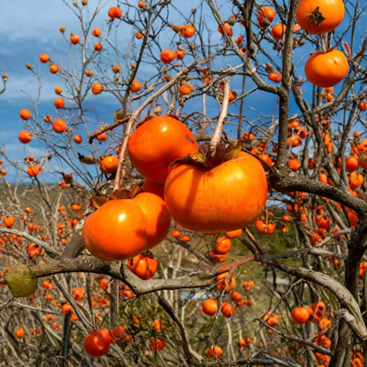Japanese Persimmon – Diospyros kaki Seeds | 5 Seeds | Edible Fruit Tree | Hardy | Brilliant Fall Color