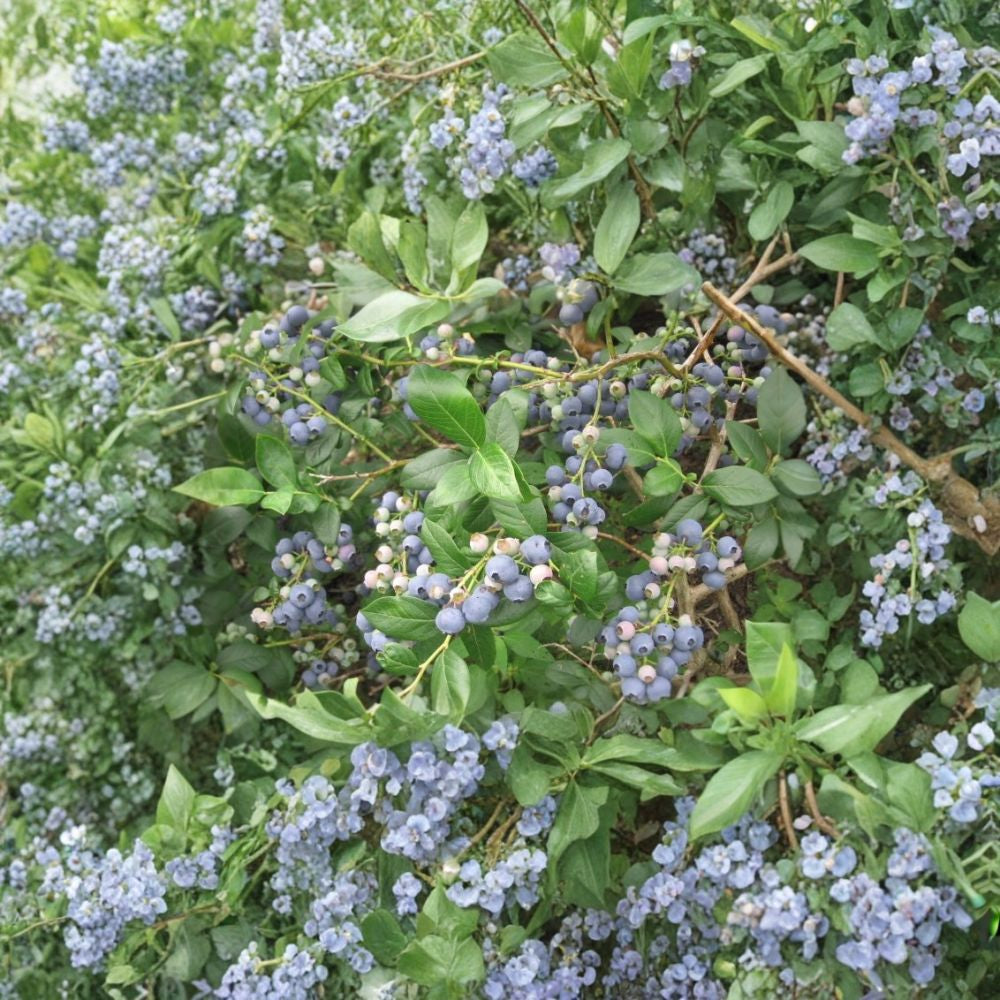 Lowbush Blueberry – Vaccinium angustifolium Seeds | 100 Seeds | Edible Native Shrub with Fall Color