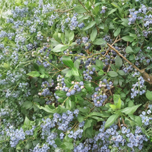 Lowbush Blueberry – Vaccinium angustifolium Seeds | 100 Seeds | Edible Native Shrub with Fall Color