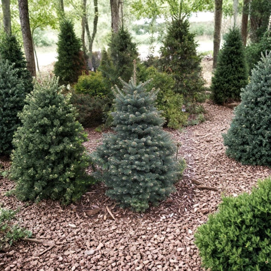 Blue Balsam Fir ‘Cooks Blue’ – Abies balsamea Seeds | 30 Seeds | Fragrant Evergreen | Christmas Tree | Bonsai