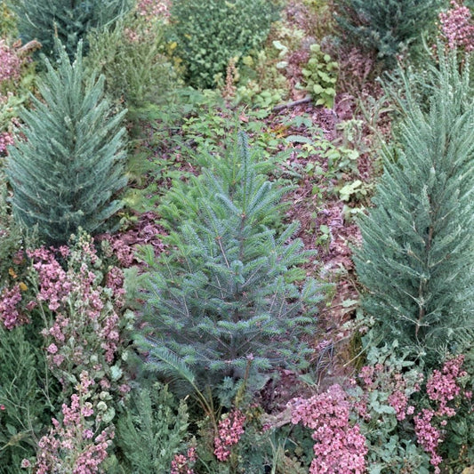 Blue Balsam Fir ‘Cooks Blue’ – Abies balsamea Seeds | 100 Seeds | Fragrant Evergreen | Christmas Tree | Bonsai