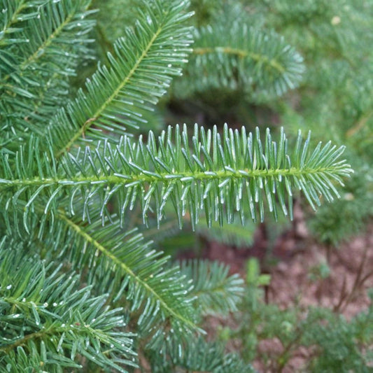 Blue Balsam Fir ‘Cooks Blue’ – Abies balsamea Seeds | 200 Seeds | Fragrant Evergreen | Christmas Tree | Bonsai