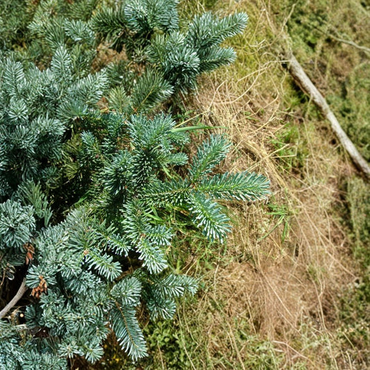 Blue Balsam Fir ‘Cooks Blue’ – Abies balsamea Seeds | 400 Seeds | Fragrant Evergreen | Christmas Tree | Bonsai