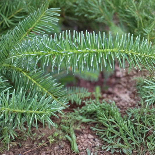 Blue Balsam Fir ‘Cooks Blue’ – Abies balsamea Seeds | 800 Seeds | Fragrant Evergreen | Christmas Tree | Bonsai