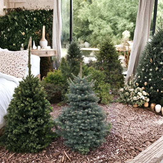 Blue Balsam Fir ‘Cooks Blue’ – Abies balsamea Seeds | 1600 Seeds | Fragrant Evergreen | Christmas Tree | Wholesale Bulk