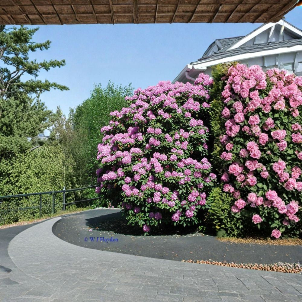 Rosebay Rhododendron – Rhododendron maximum Seeds | 50 Seeds | Hardy Evergreen | Woodland Native