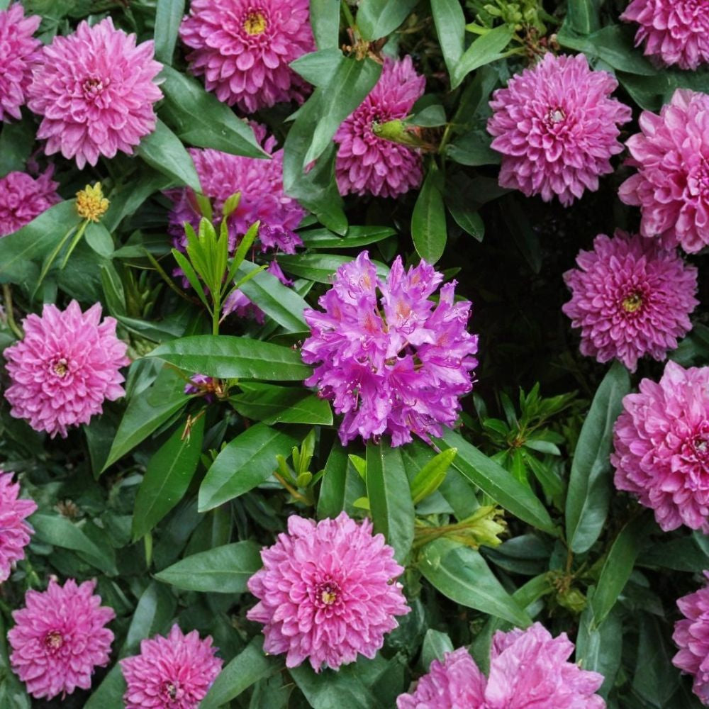 Rosebay Rhododendron – Rhododendron maximum Seeds | 150 Seeds | Hardy Evergreen Woodland Shrub
