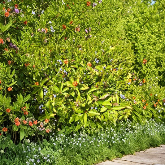Lowbush Blueberry – Vaccinium angustifolium Seeds | 200 Seeds | Edible Native Shrub with Fall Color