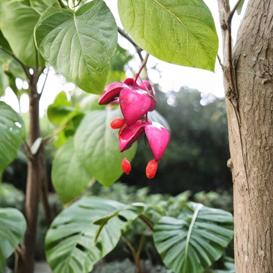 Scarlet Euonymus – Euonymus sachalinensis Seeds | 30 Seeds | Brilliant Red Fall Color & Showy Winter Fruit