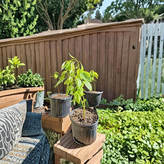 Hass Avocado Tree / Sapling – Persea americana Live Seed-Grown Tree | 1 Year Old | Approx. 2 Feet Tall  Naturally Grown | Chemical-Free Practices | Healthy, Vigorous Sapling