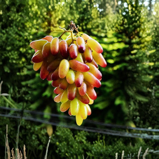 Very Rare Halloween Fingers / Manicure Grape Vine – Live Plant 2–3 Ft Tall | Big Sweet Finger Grapes | Organic Fruit Vine Starter | Backyard Vineyard Plant